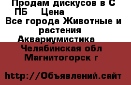 Продам дискусов в С-ПБ. › Цена ­ 3500-4500 - Все города Животные и растения » Аквариумистика   . Челябинская обл.,Магнитогорск г.